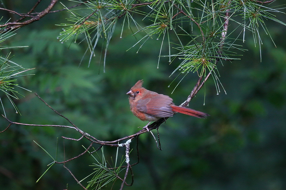 Christmas Card Bird