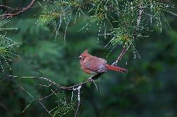 Christmas Card Bird