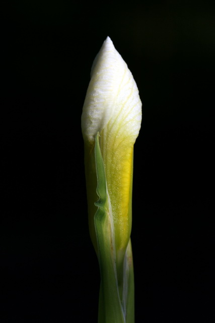 Iris Bud