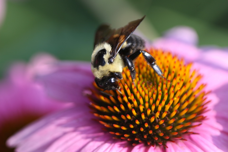 Flower or Bee