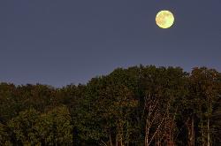 Full Moon over Forest