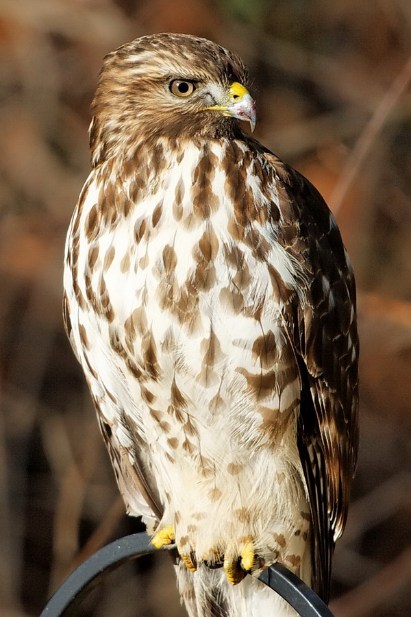 A Little Big for the Feeder