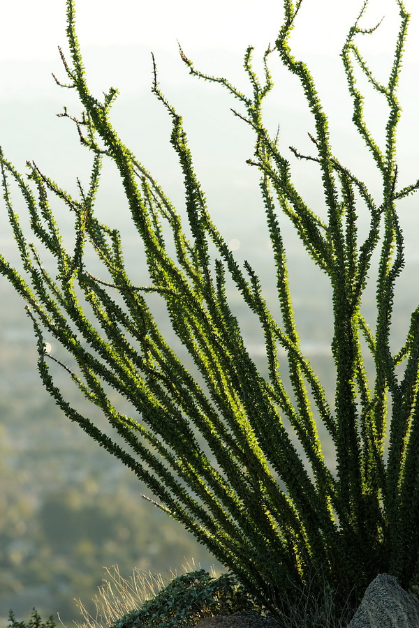 Sun Drenched Ocotillo