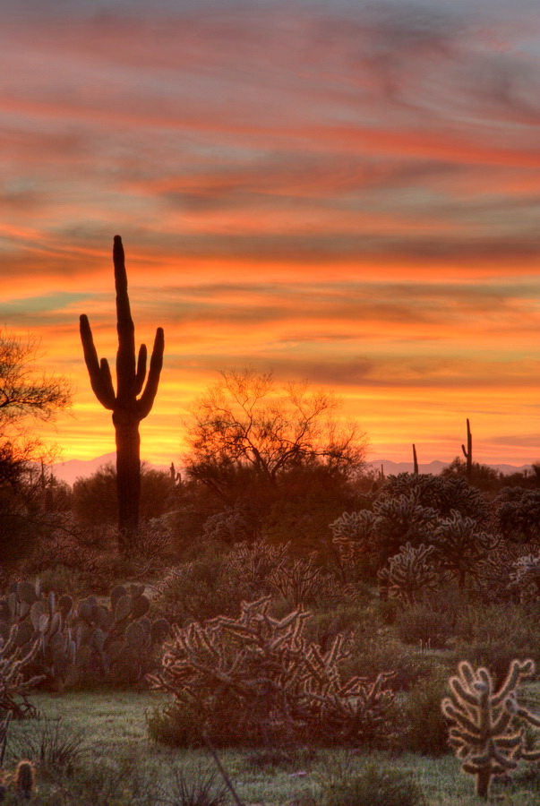 Cactus Sunset