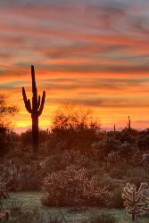 Cactus Sunset