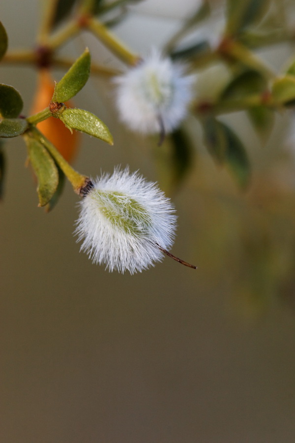 Creosote Pod