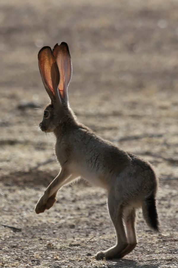 Check Out Those Ears