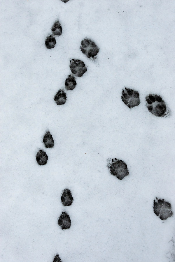 Paw Prints