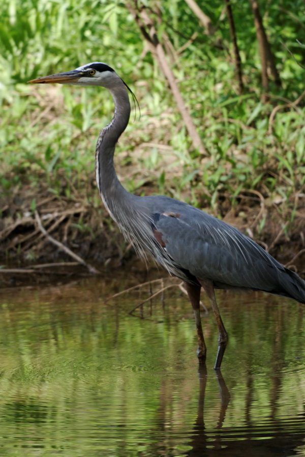 Blue Heron