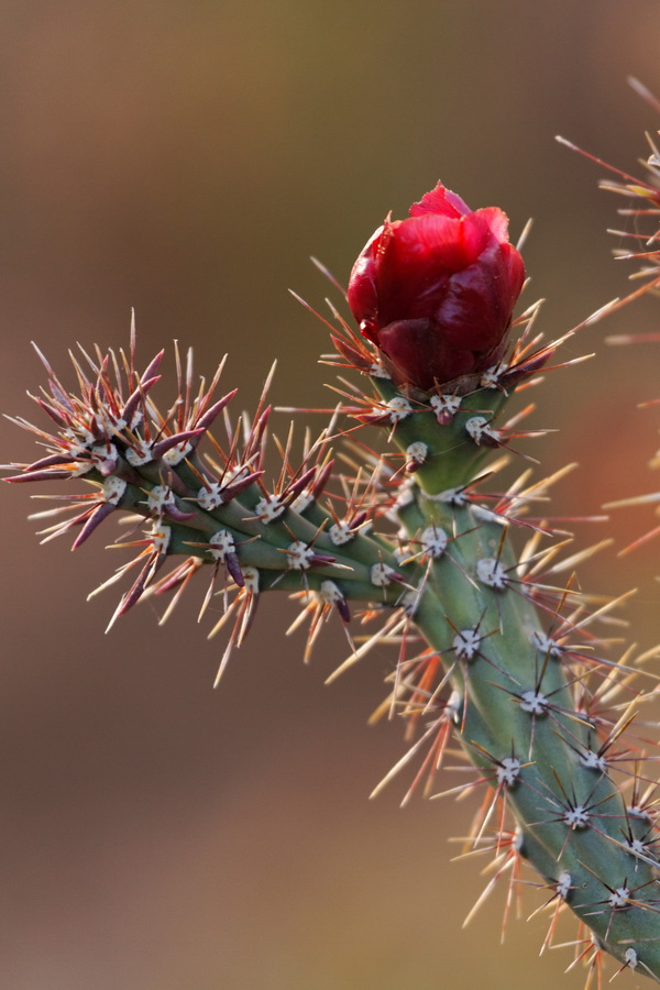 Cane Cholla