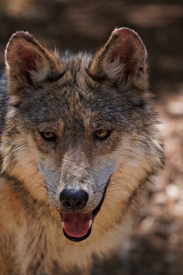 Mexican Wolf