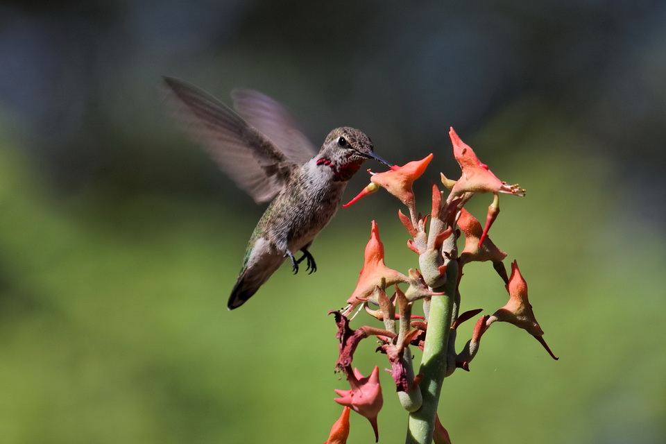 Wings are so fast