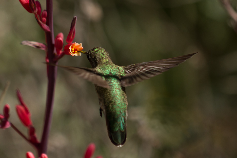 Pollinating