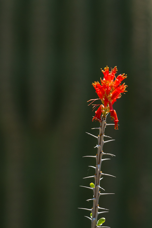 Ocotillo