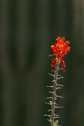 Ocotillo