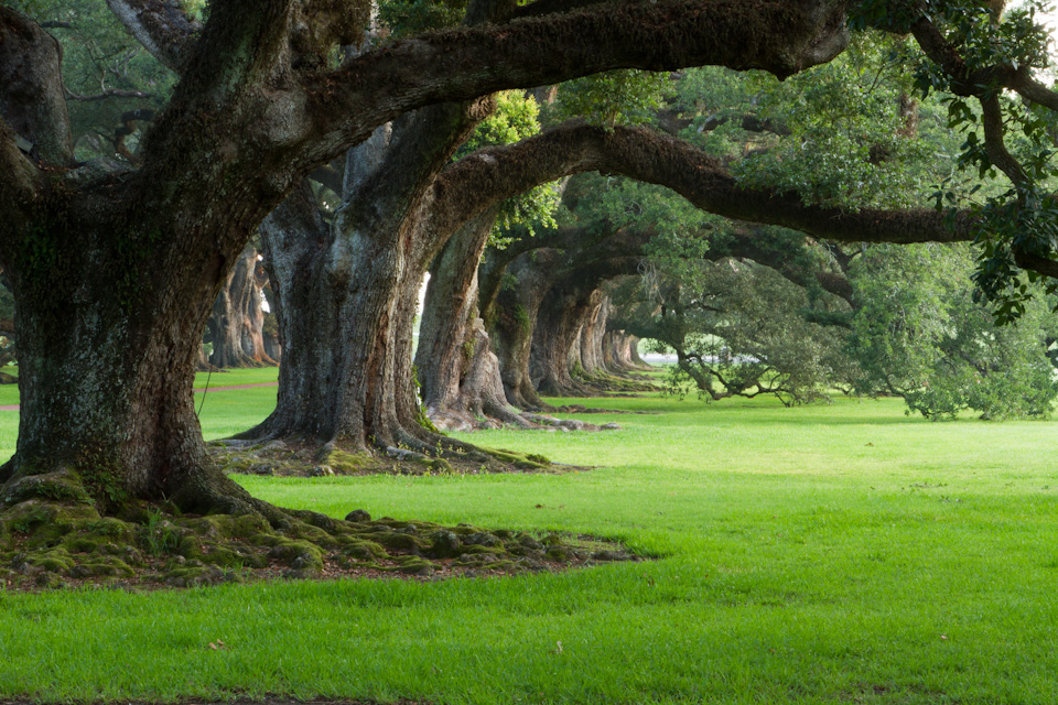 Beautiful Old Trees