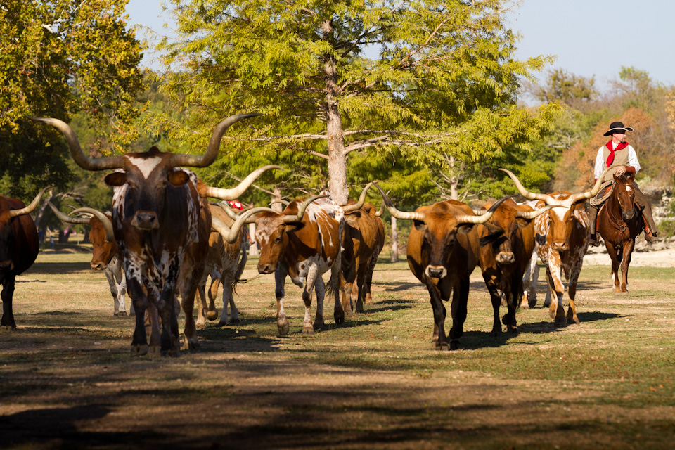 Cattle Drive