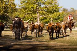 Cattle Drive