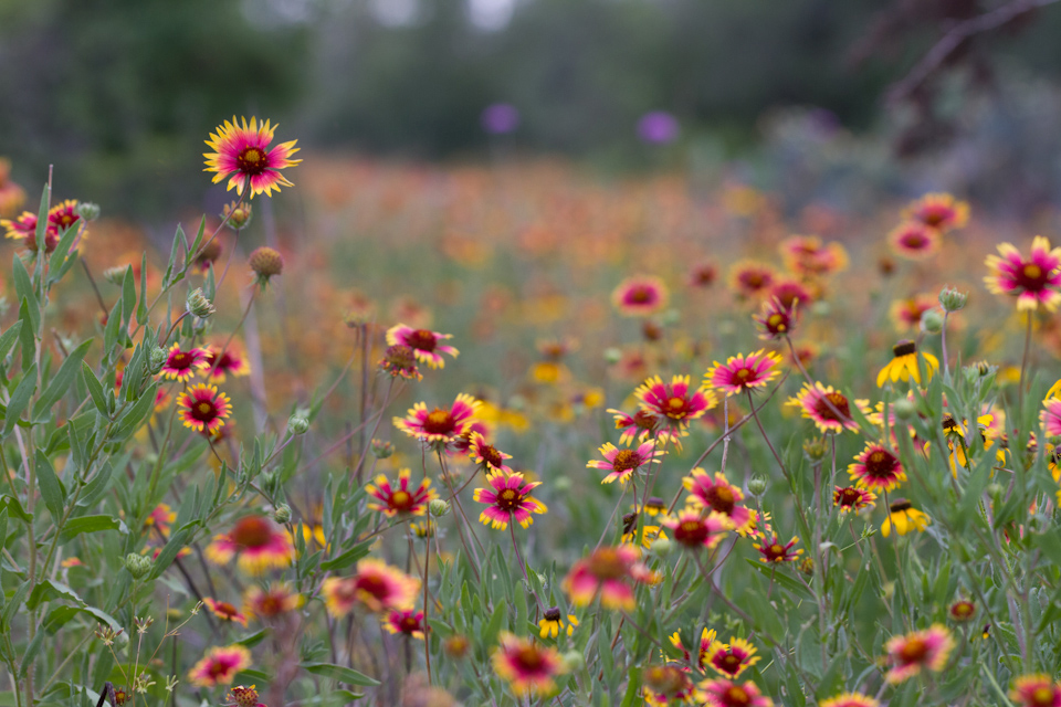 Wild Flowers