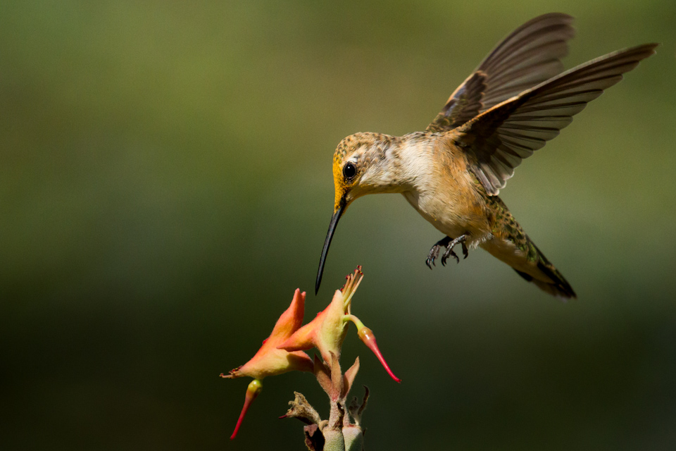 Birds