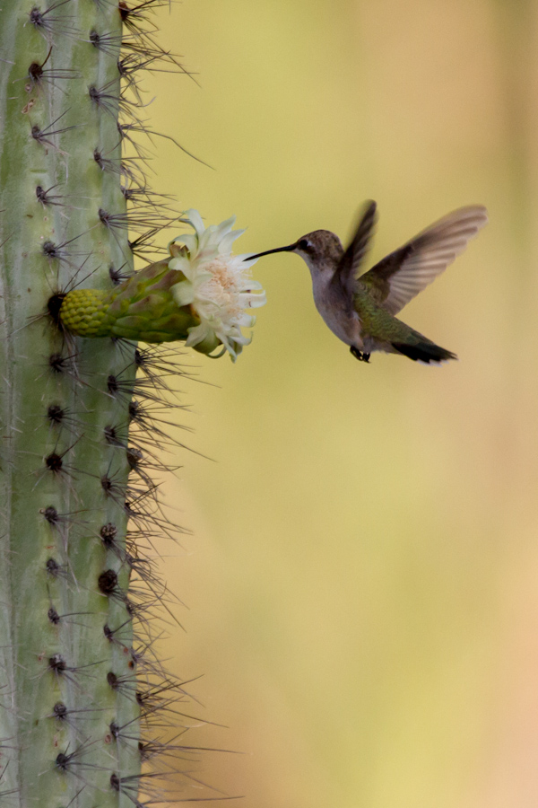 Birds