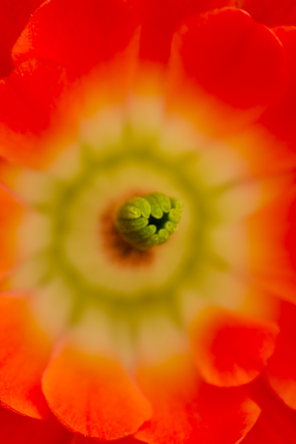 Plants/Flowers