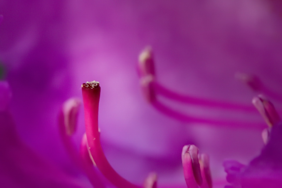 Plants/Flowers