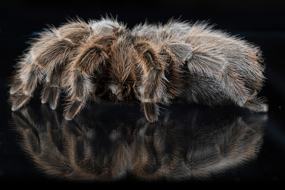 Tarantula