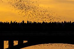 Bat Fun in Austin