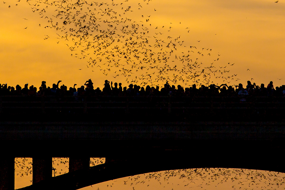 Bat Fun in Austin