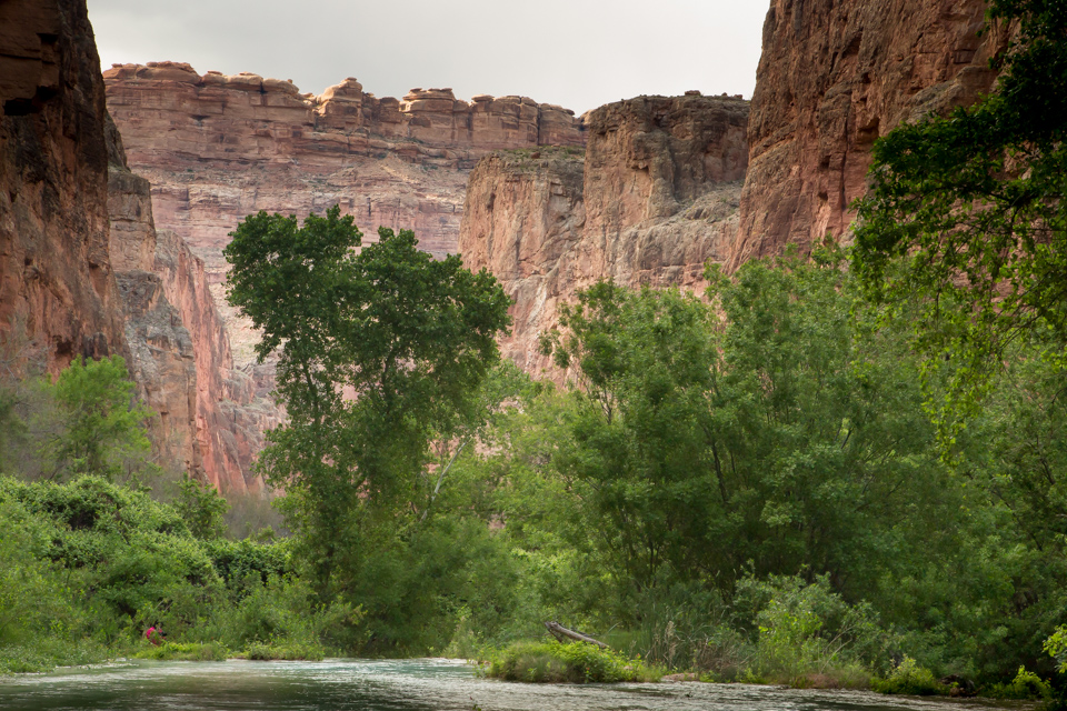 Canyon Forest