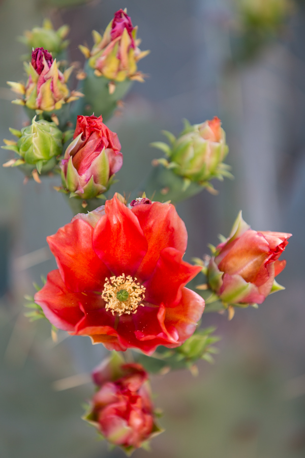 Plants/Flowers