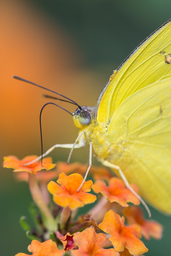 Dipping into Orange