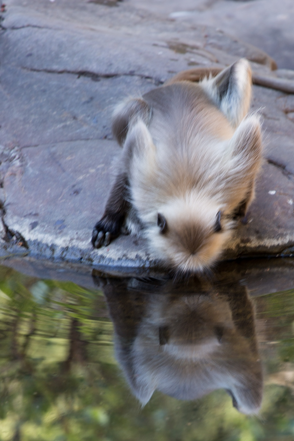 Drinking