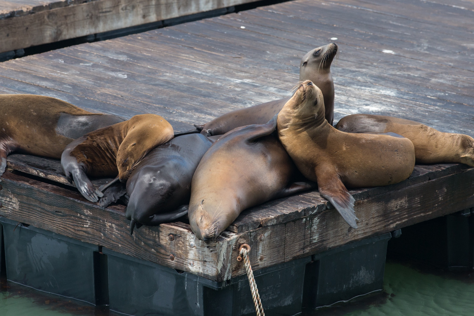 City Seals