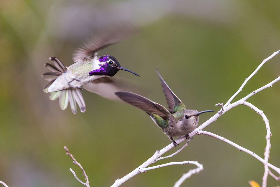 Birds