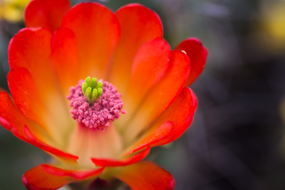 Plants/Flowers