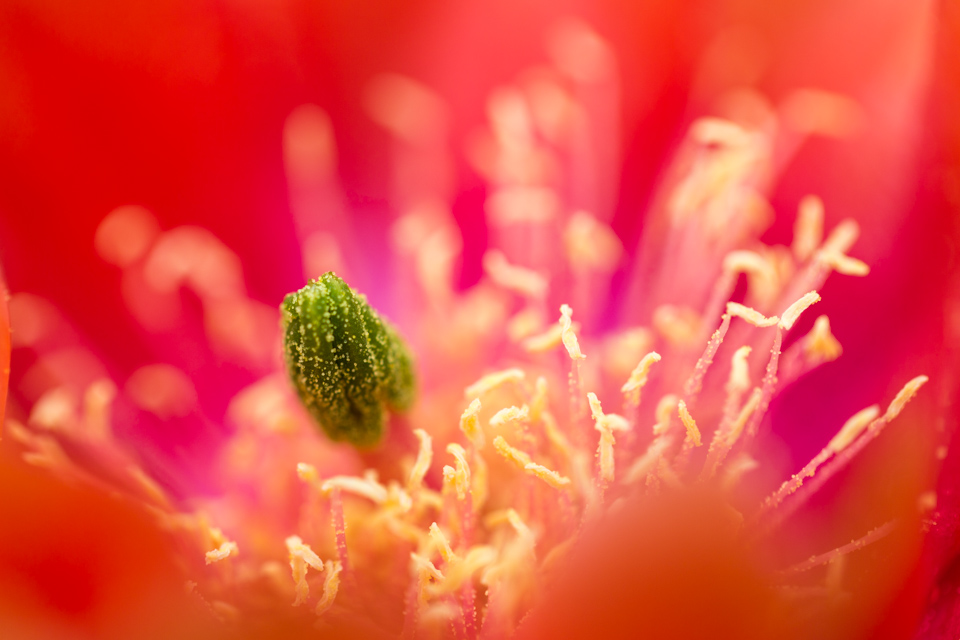 Inside the Flower