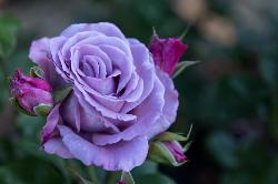 Rose of Purple
