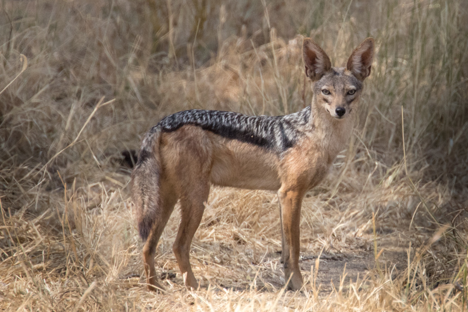 Big Ears