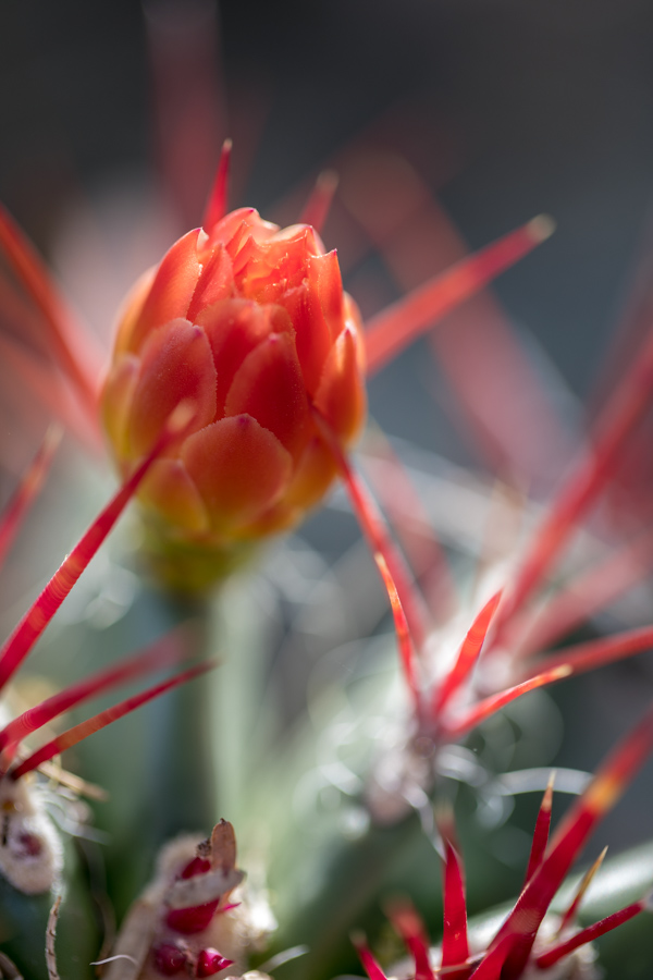 Plants/Flowers