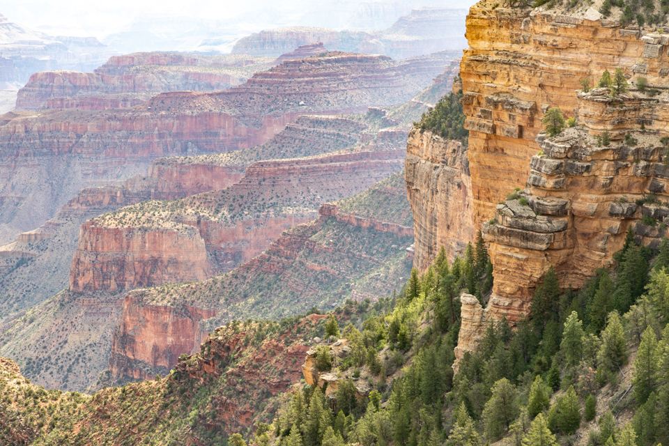 Trees in Grand Canyon