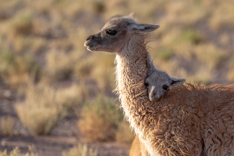 Little Guanaco 