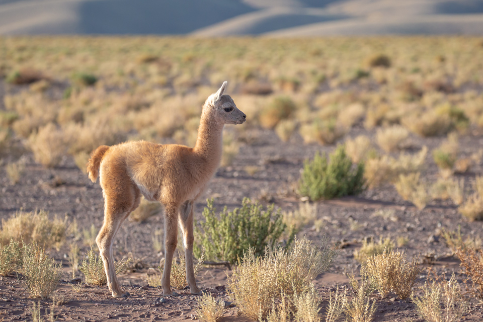 Baby Guanaco