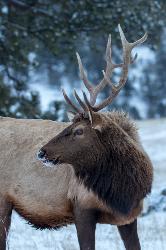 Elk Profile