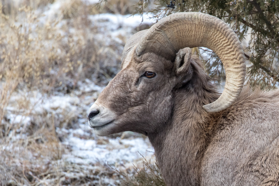 Bighorn