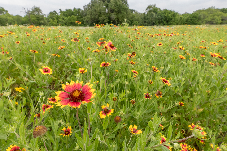 Indian Blanket