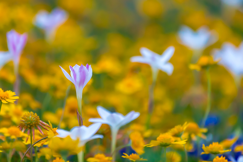 Plants/Flowers