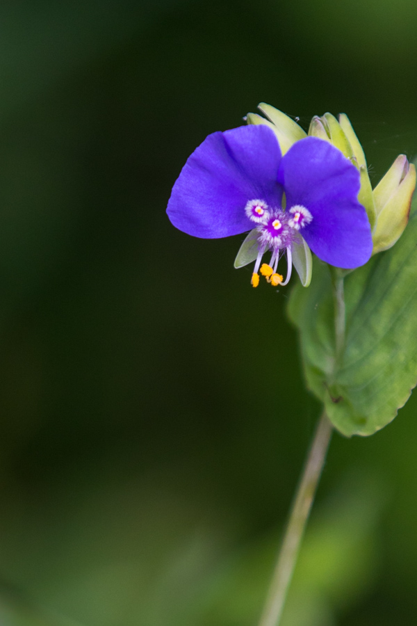 Plants/Flowers