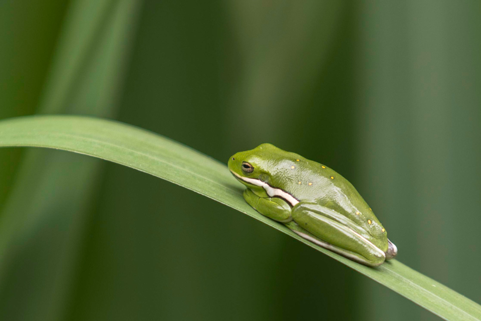 Green Tree Frog